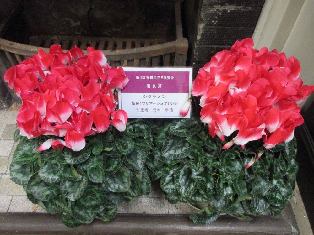 1212 234 ②　受賞シクラメン（プリマージュオレンジ）.jpg
