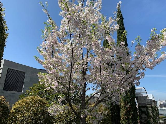 外交官0407大島桜満開 (1).jpg