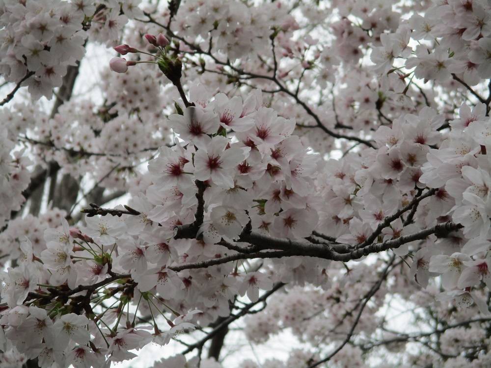 桜満開の小倉城|常設展示室|北九州市 時と風の博物館