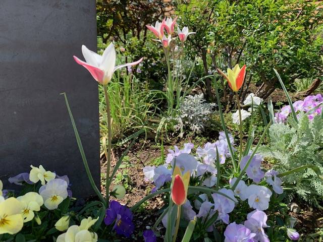 外交官0407 2種類のレディージェーン.jpg