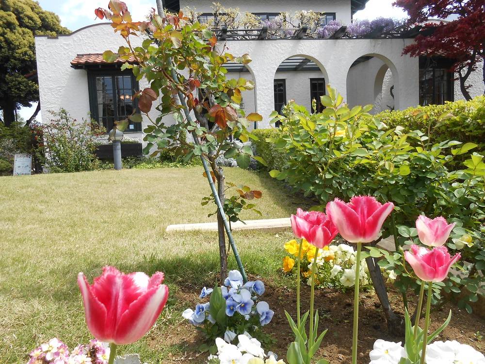 20240416山手111番館 庭のチューリップ.JPG