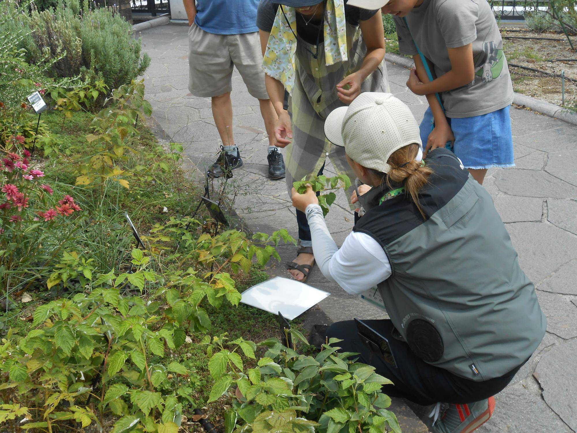 240818ボタニカル講座植物採集(111番館).JPG