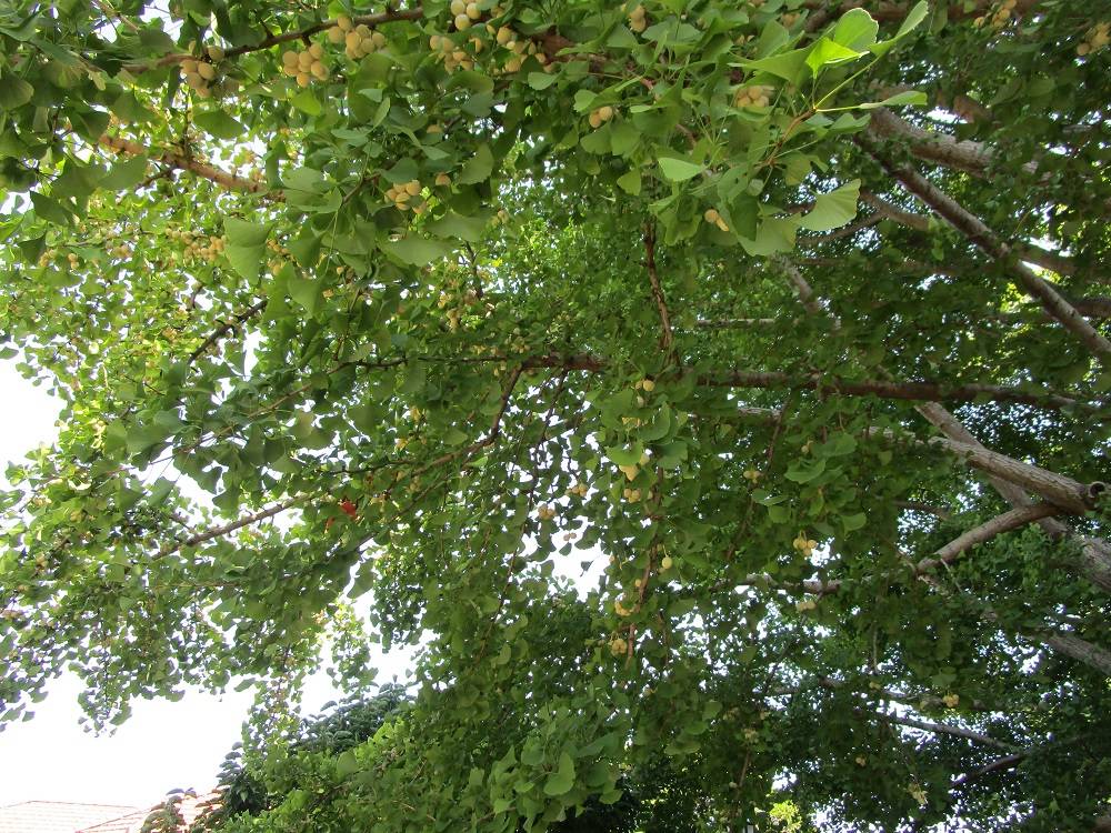 銀杏のみ (1).JPG