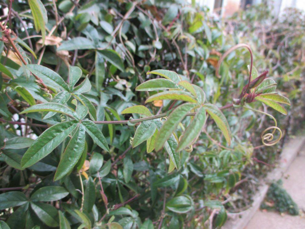 0119　234 　④　トケイソウ.JPG