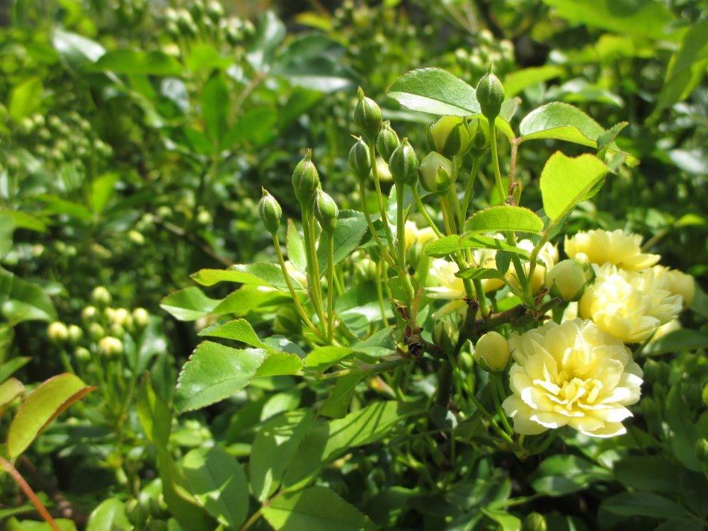 0408 234 1 モッコウバラ.JPG