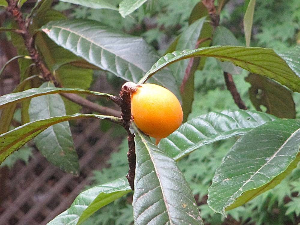 0523 234 ③ ビワ⑴.JPG