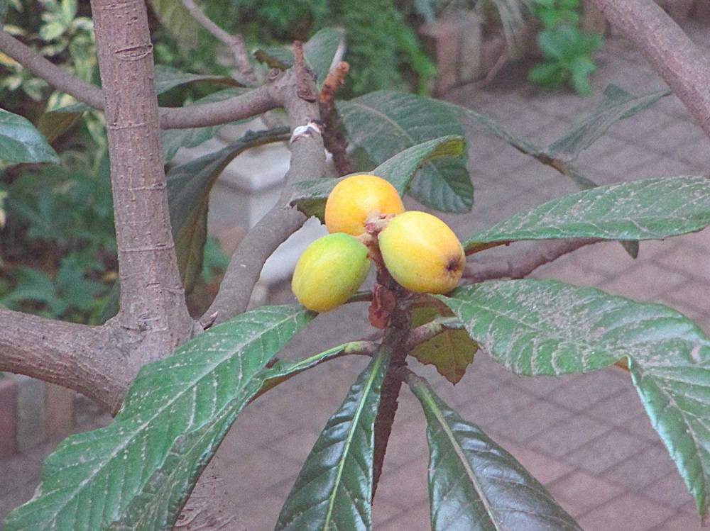 0523 234 ④ ビワ⑵.JPG