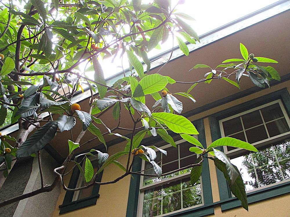 0523 234 ① ビワ(庭側).JPG