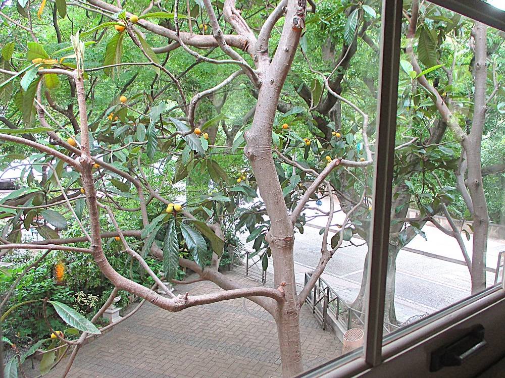 0523 234 ② ビワ(２階).JPG