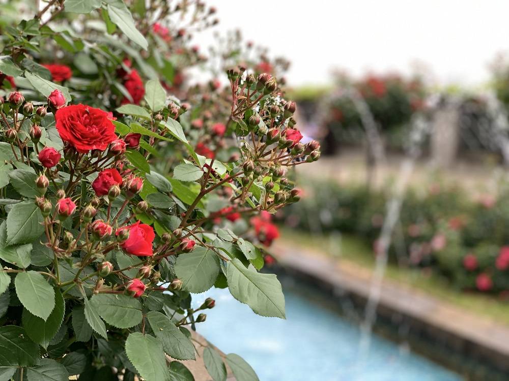 ④整形花壇噴水ルビーフラワーカーニバル (1).JPG