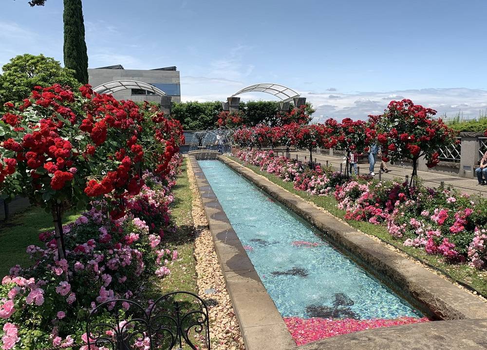 バラと輝く噴水の庭.JPG