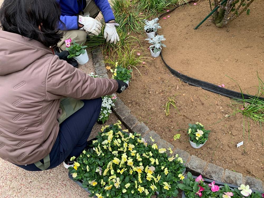 ①1127バラボランティアさんによる花苗植付.JPG