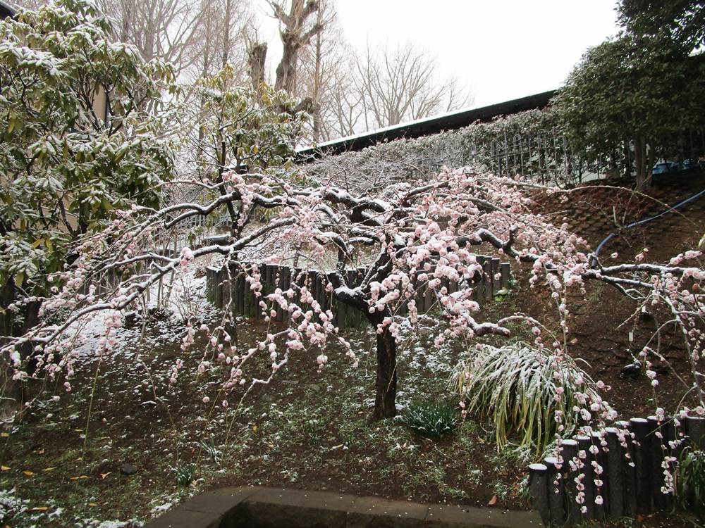 0208しだれ梅.JPG