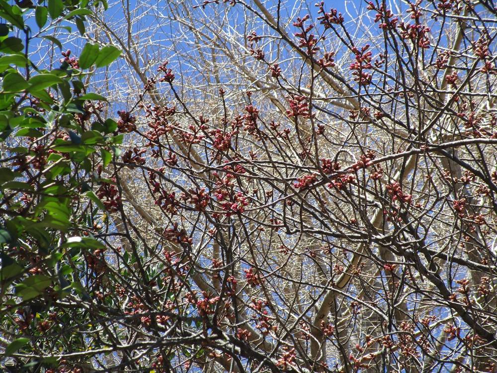 ヨコハマヒザクラ2 .jpg