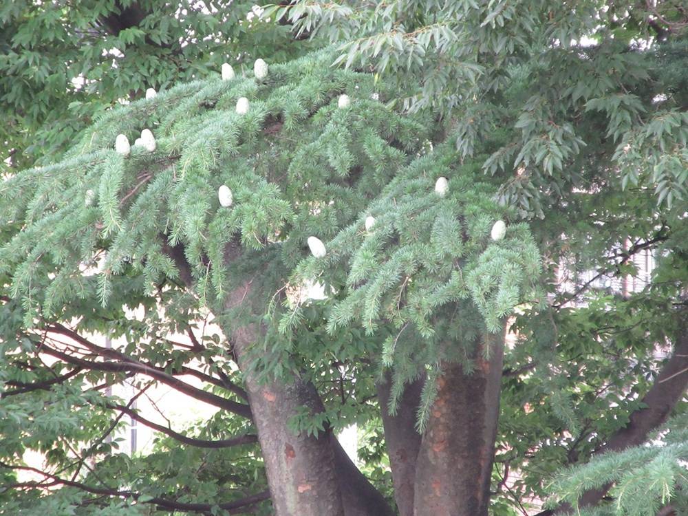 0623【イギリス館】ヒマラヤスギ松ぼっくり.JPG