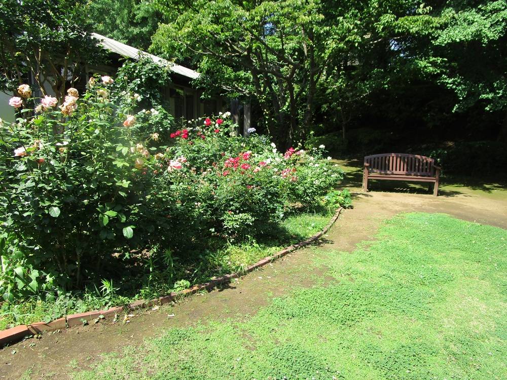 夏の庭(3).JPG