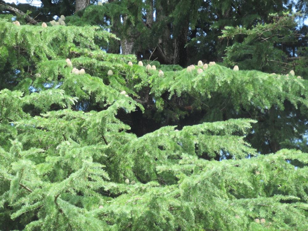 ヒマラヤスギの球果庭園より①.JPG
