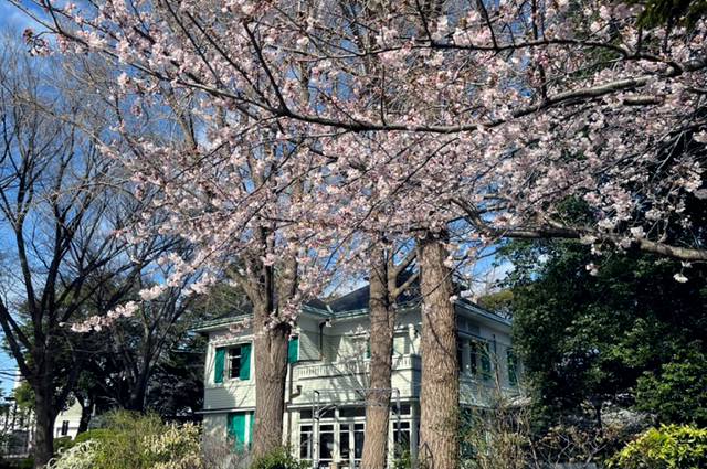 0327エリスマン邸桜五分咲き_3.jpg