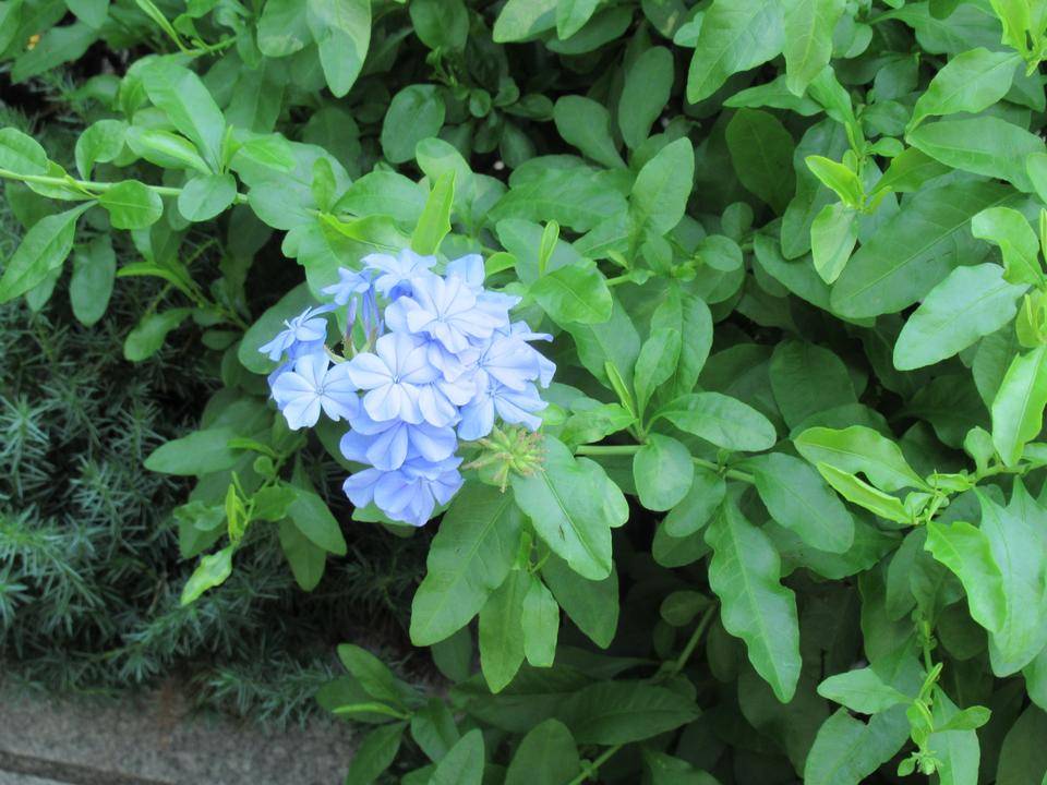 0702 ルリマツリ (1).JPG