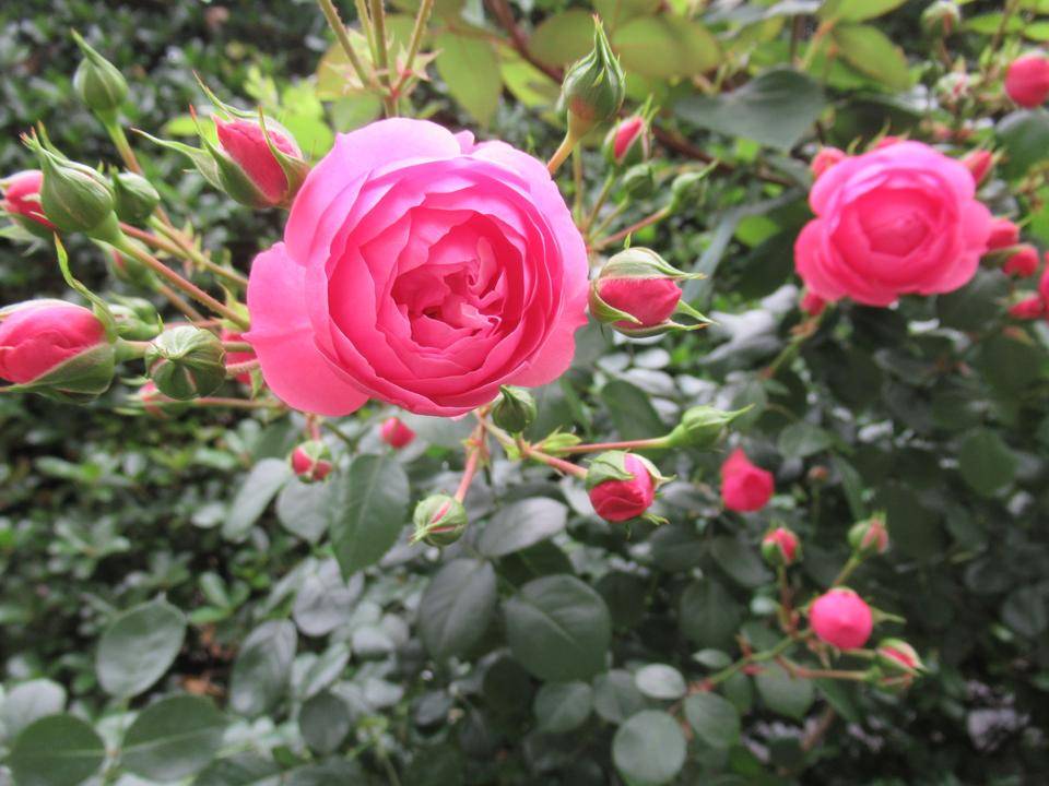 0515 ピンクサクリーナ (1).JPG