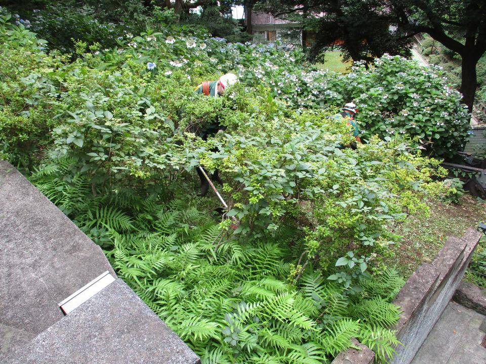 ①0707エリス　法面清掃 (2).JPG