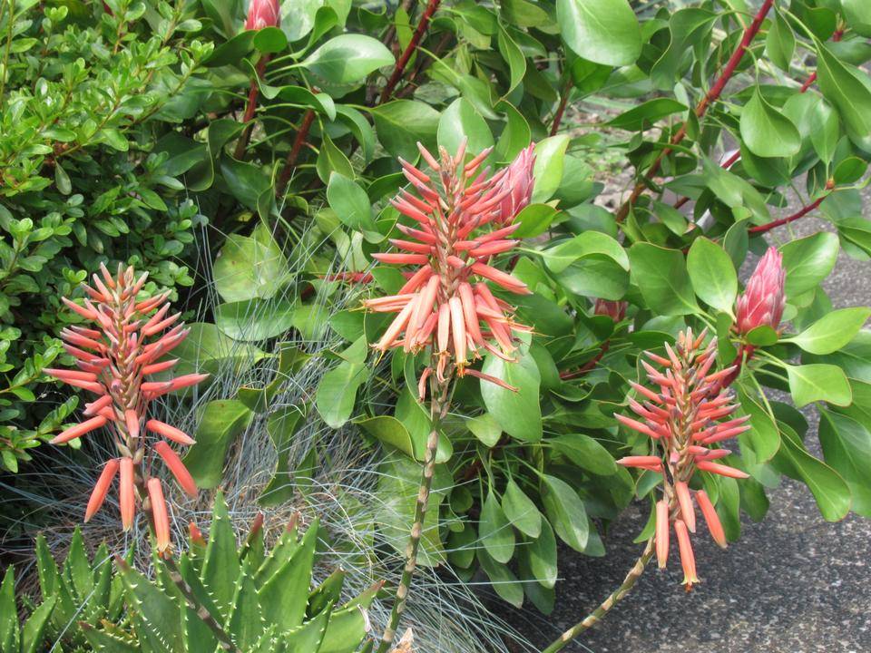 0702 不夜城とプロテアの蕾 (2).JPG