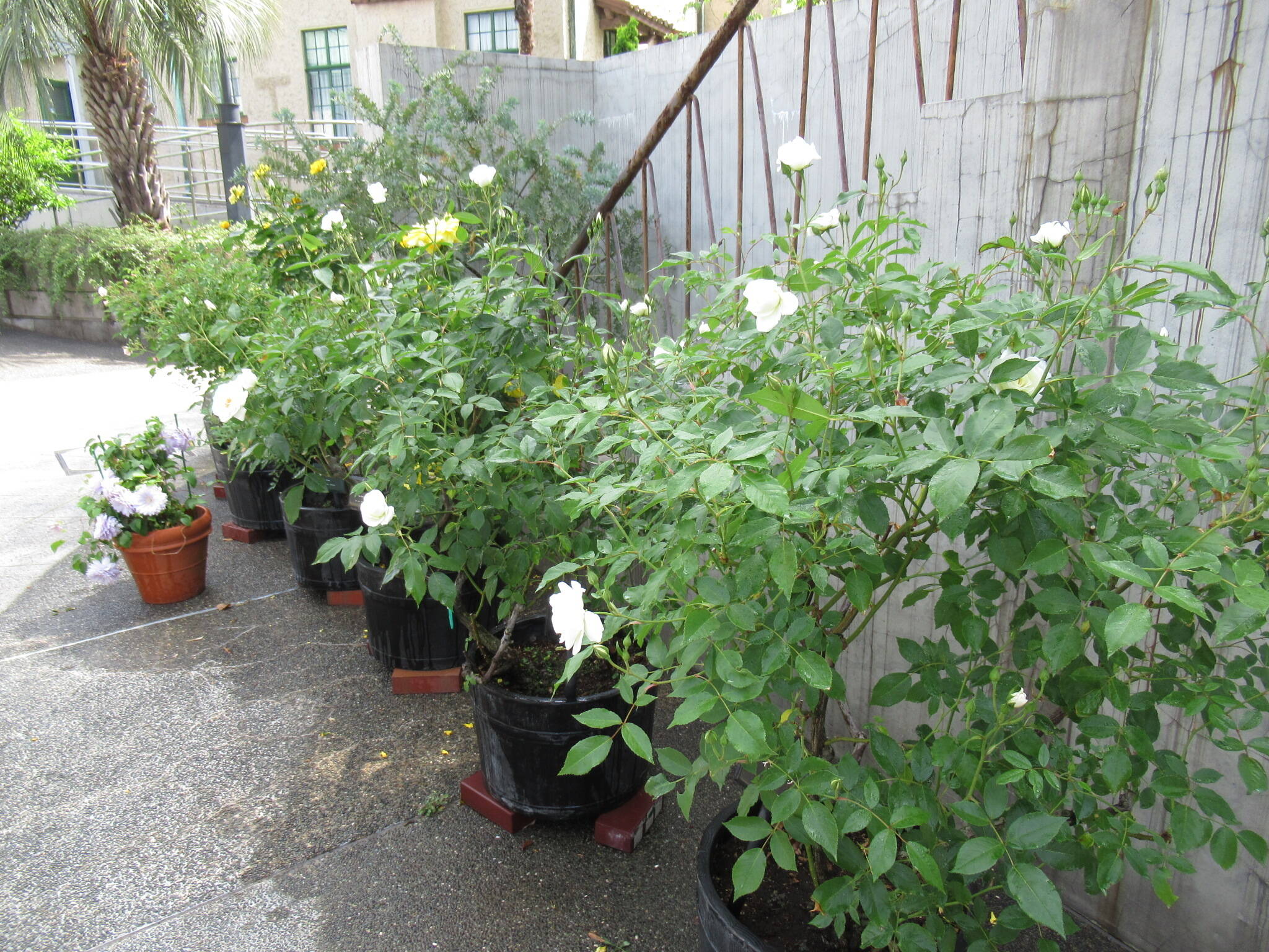 0512 アイスバーグ.JPG