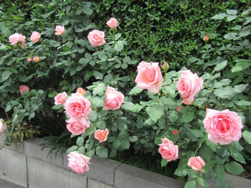 0506 ハマミライ.JPG