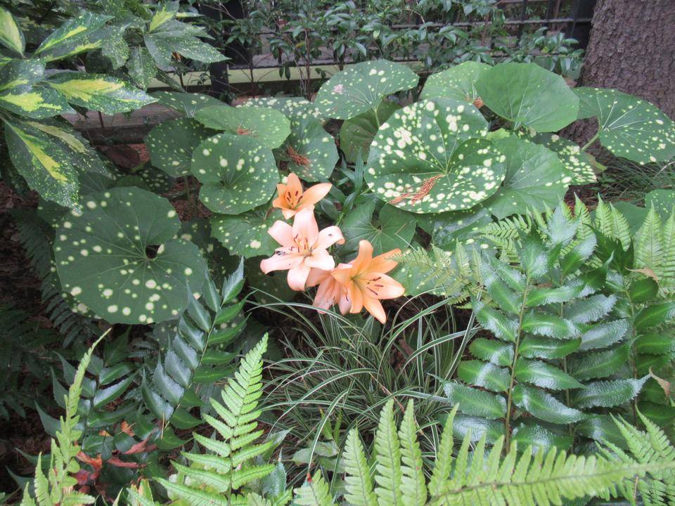 0617【ベーリック・ホール】ユリ (オレンジ).JPG