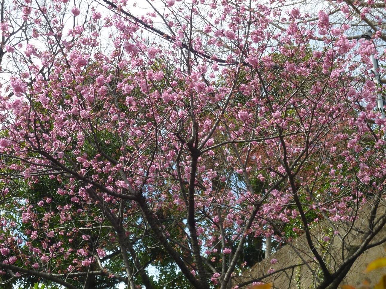 2020.3.16ヒザクラ (1).JPG