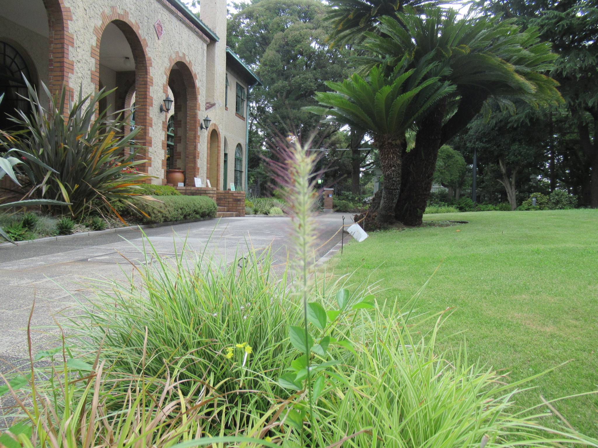 0726 ベニセツム・ウィスロム.JPG