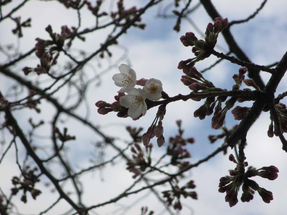 ②234番館　桜咲きました.JPG
