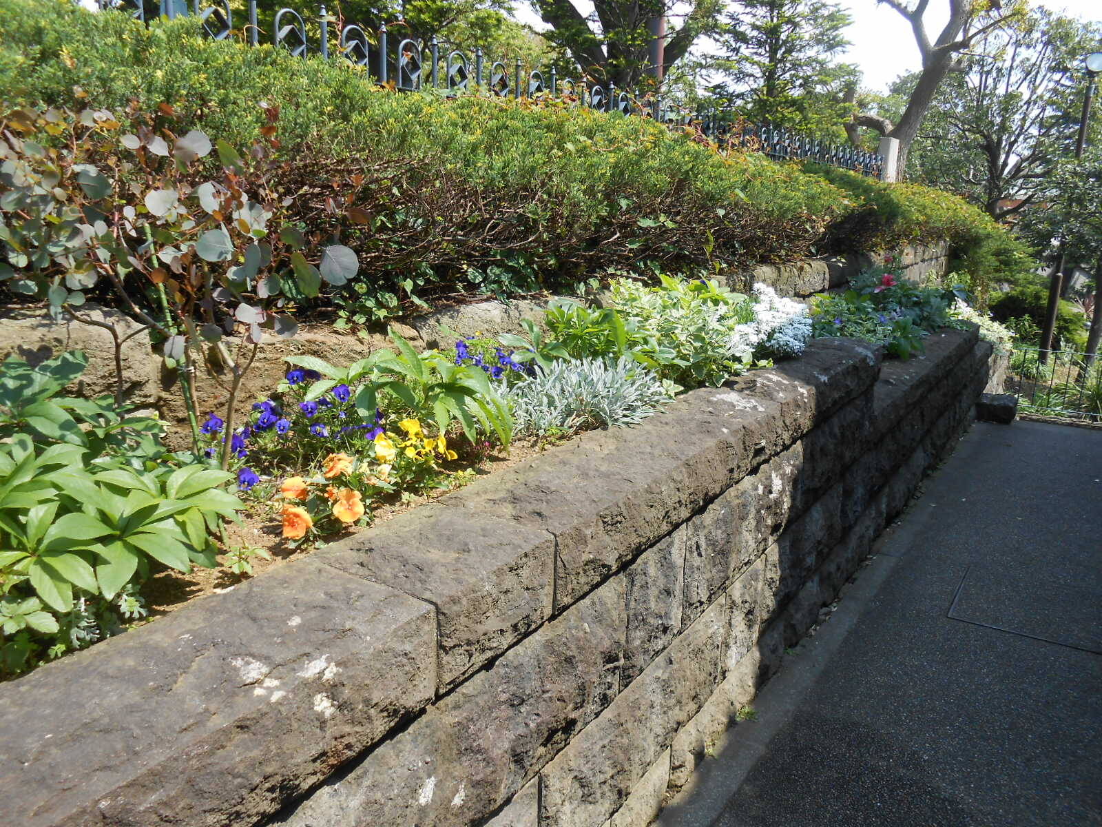 0430小さなお庭 (1).JPG