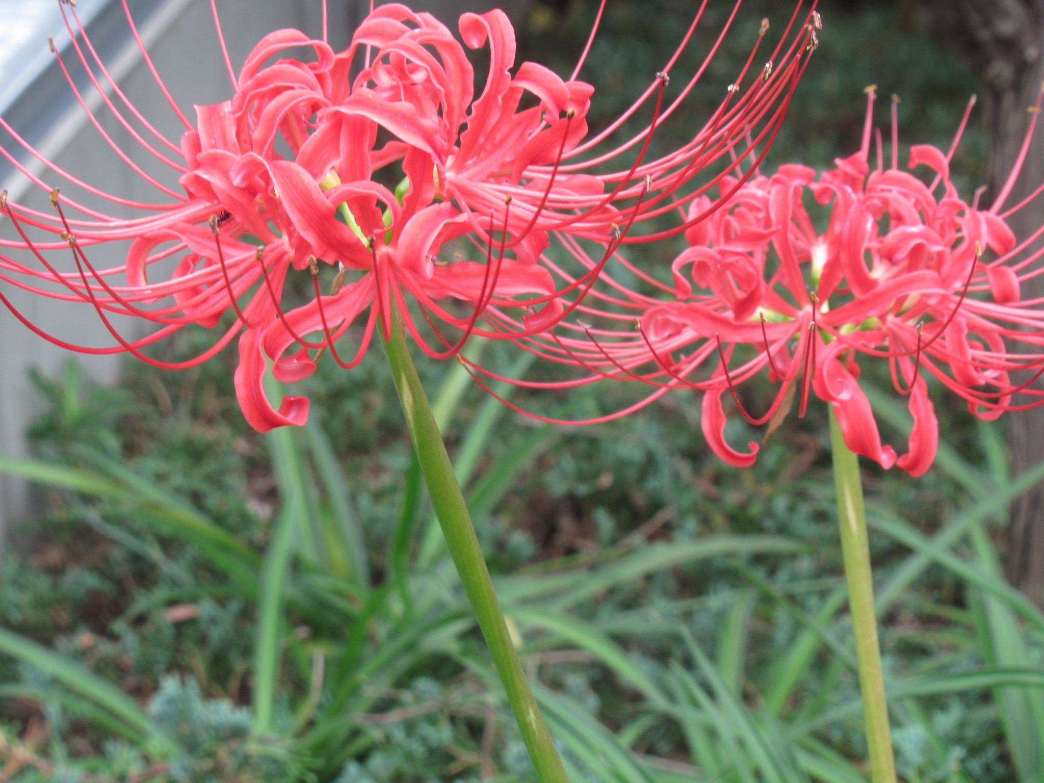 0917 ヒガンバナ.JPG