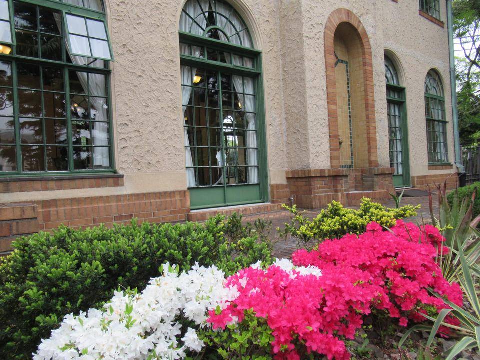 0418【ベーリック】 クルメツツジ.JPG