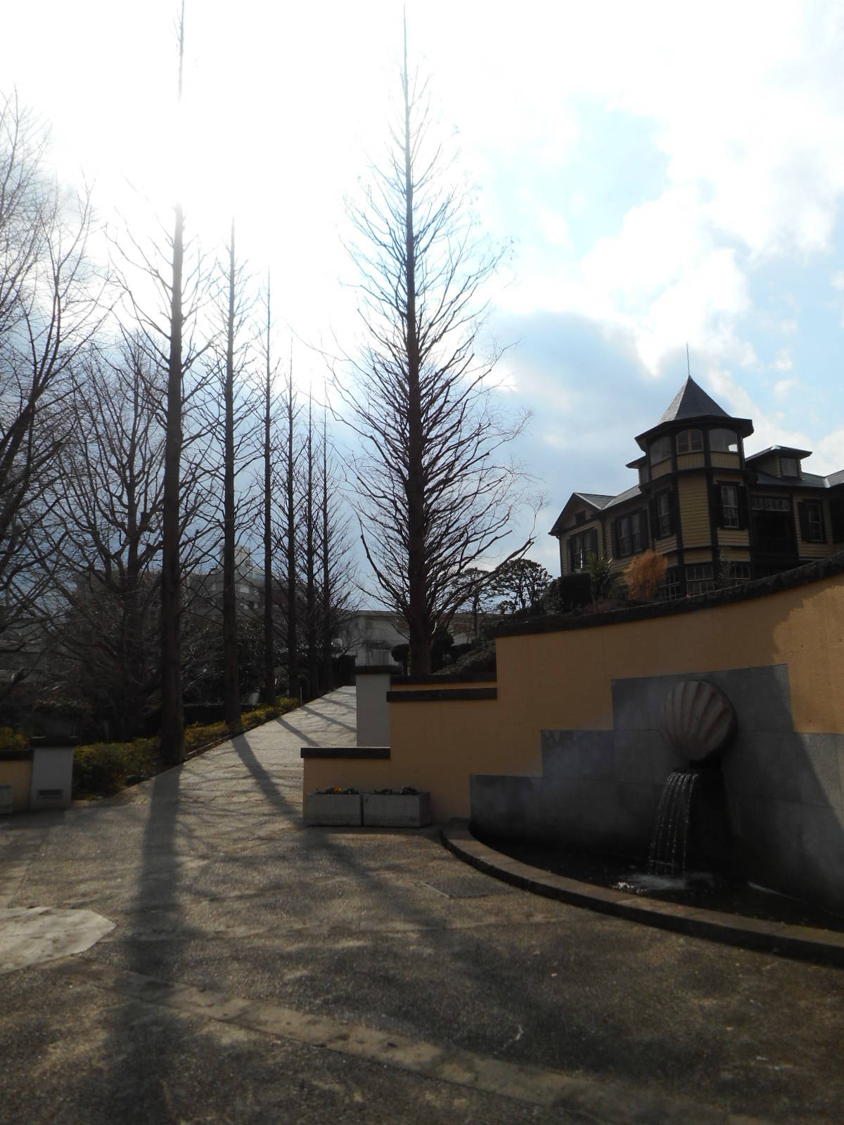 ヒマラヤ杉H31.1.20 (4).JPG