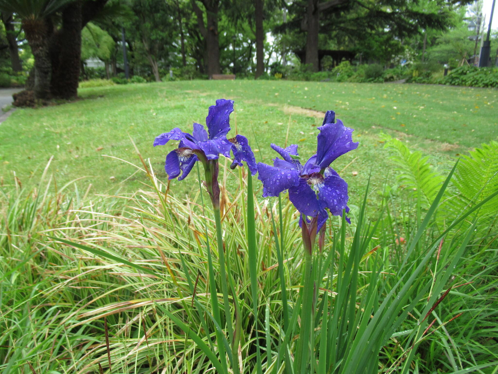 0504アヤメ.JPG