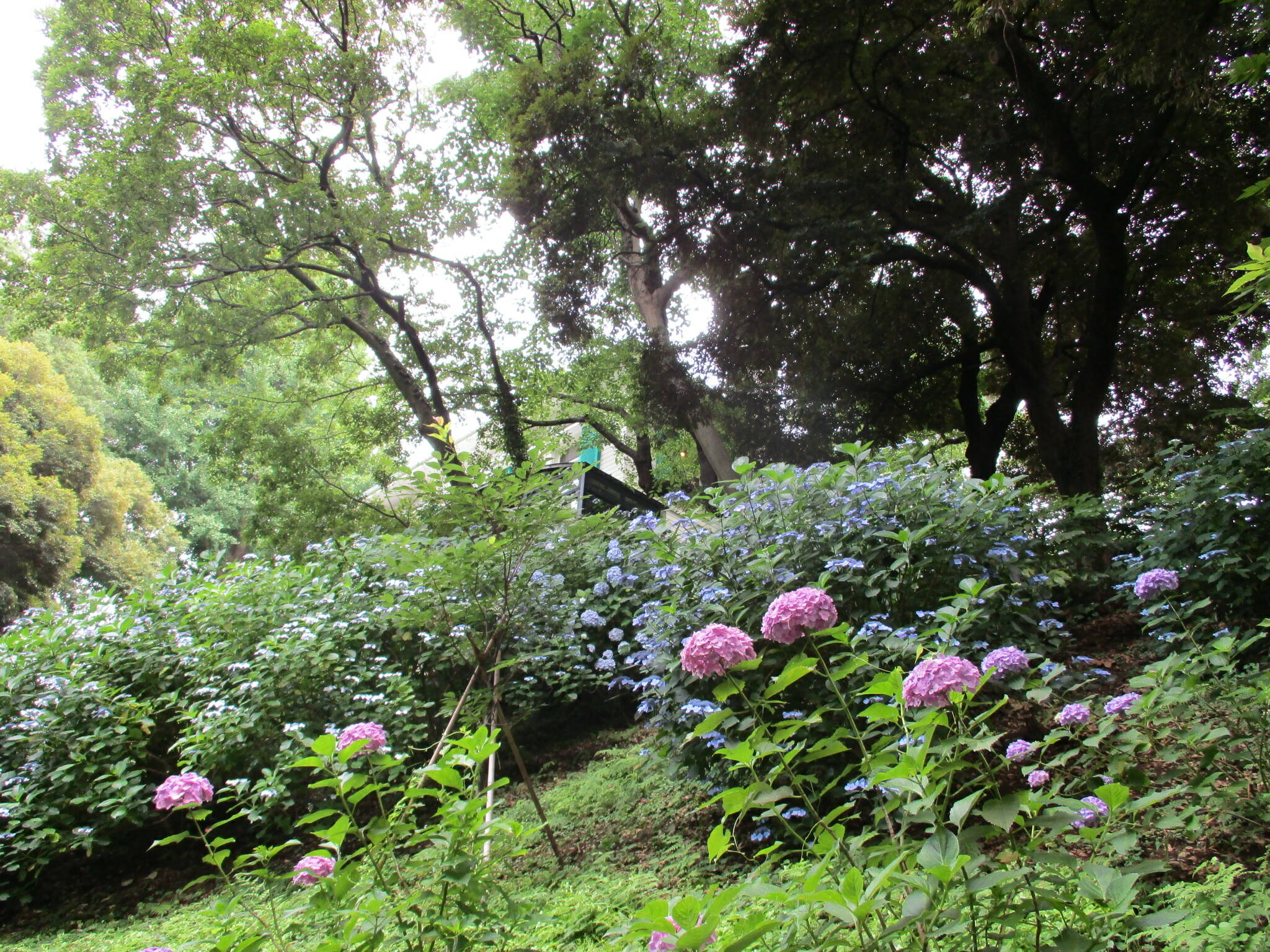 0621元町公園あじさい (2).JPG