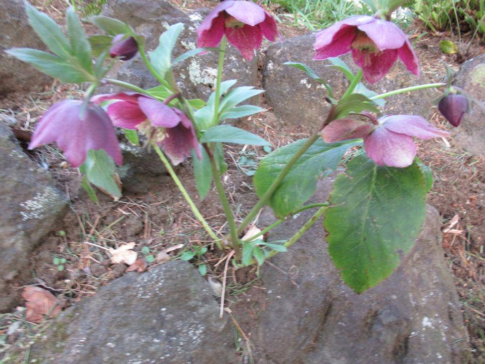 0221【ベーリック・ホール】 クリスマスローズ紫.JPG