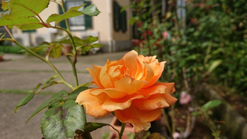 234番館_1011 bara.JPG