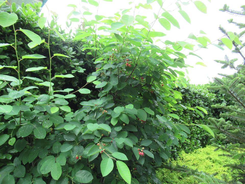 0521③【ベーリック・ホール】ジューンベリー (1).JPG