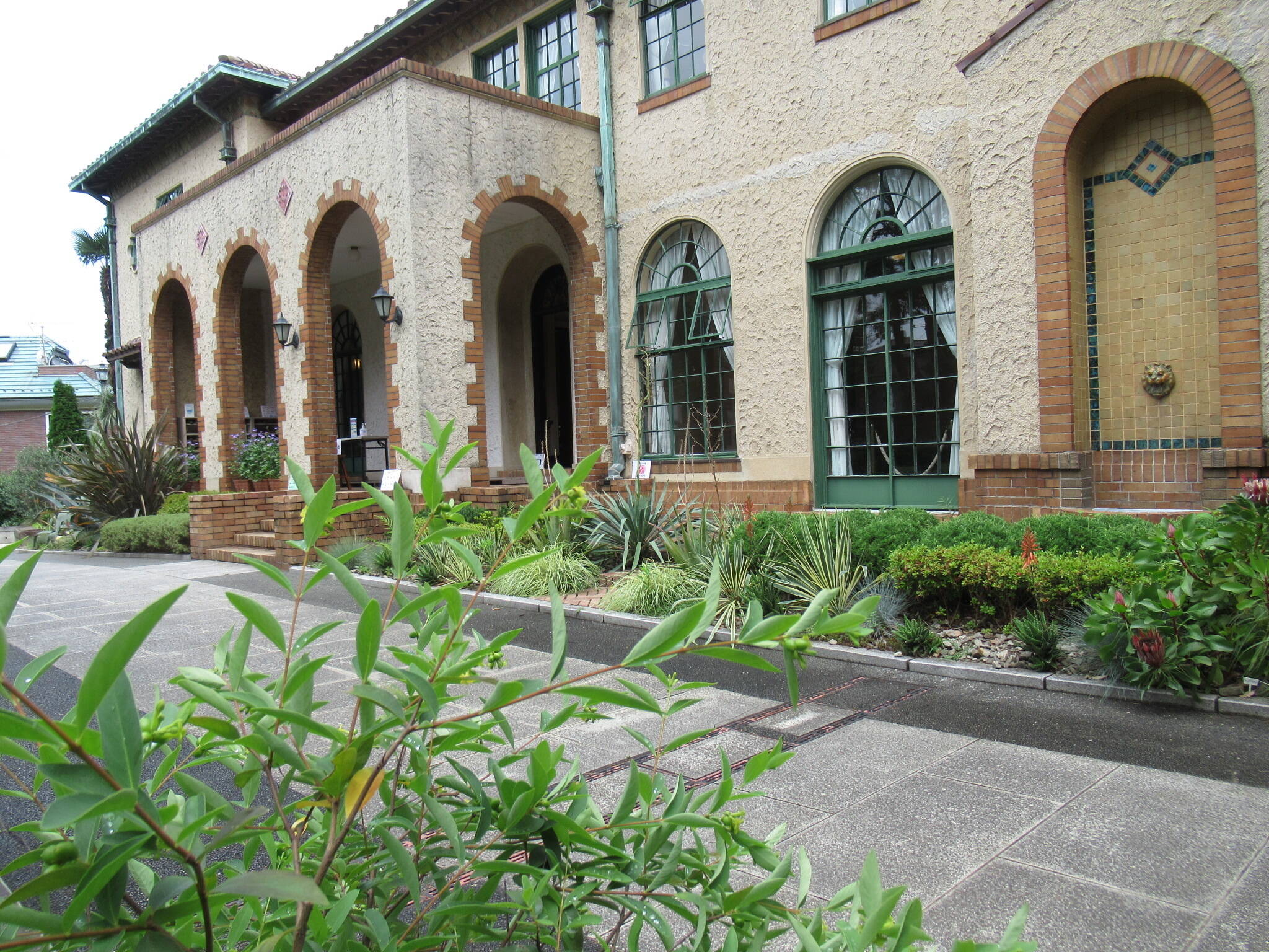 0623 アオガンピ.JPG