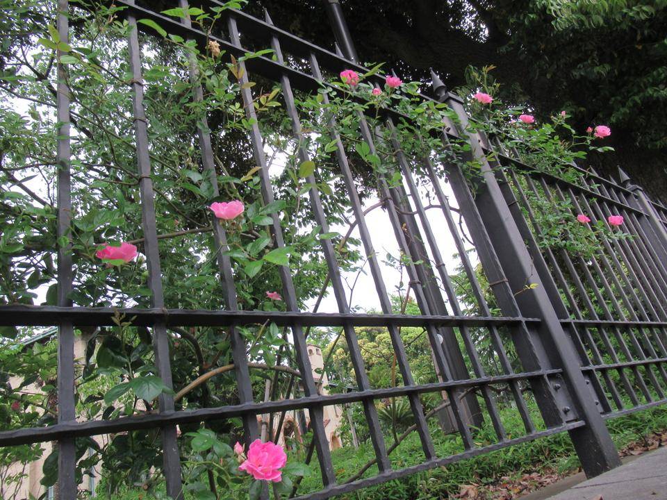 フェンス (2).JPG