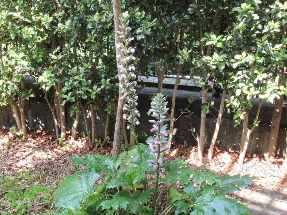 【ベーリック・ホール】アカンサス (2).JPG