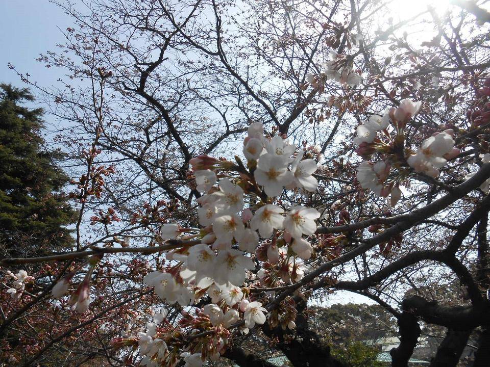 ②山手111番館からみた桜3.jpg