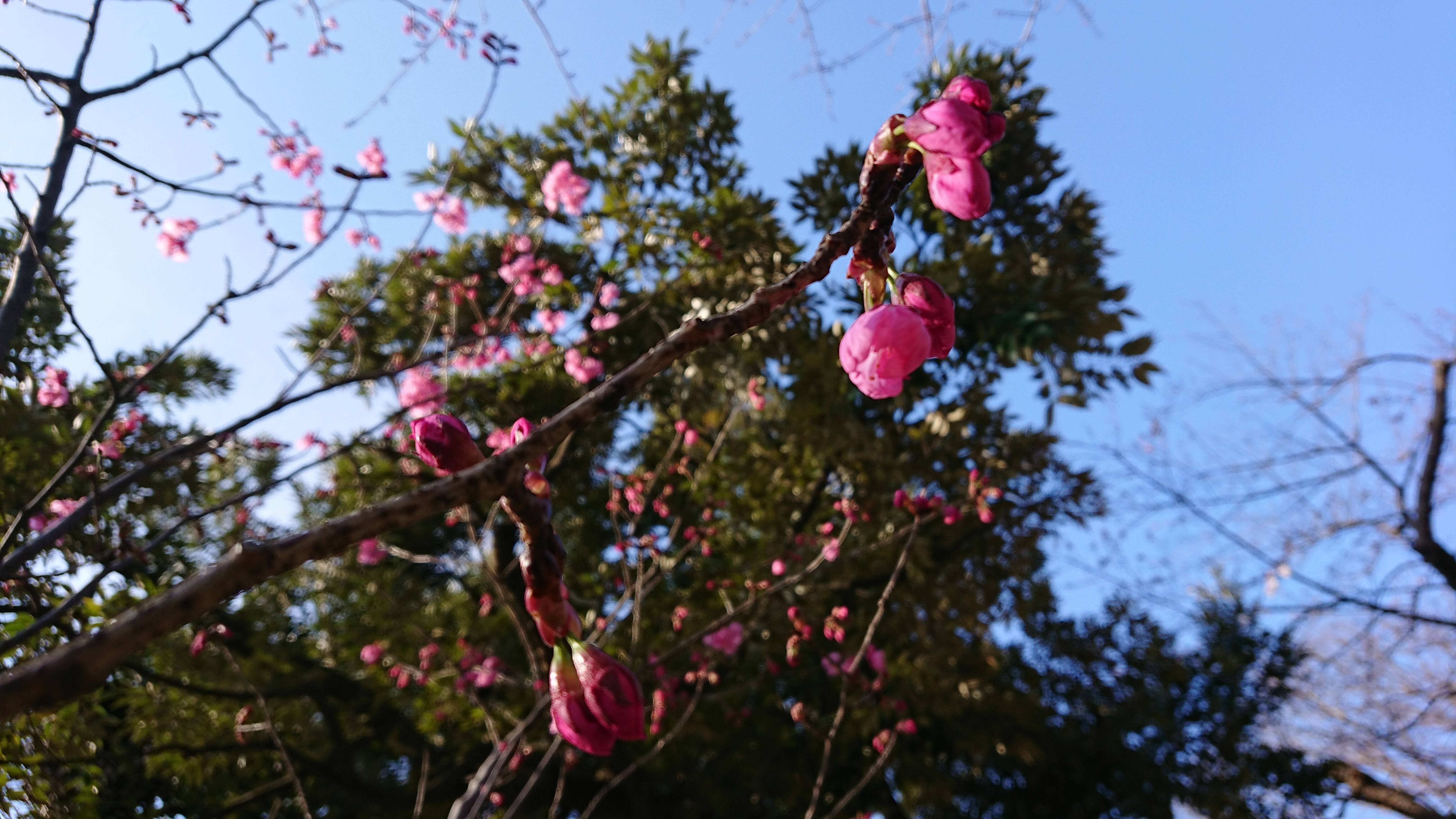 0319山手234番館前の桜 (2).JPG