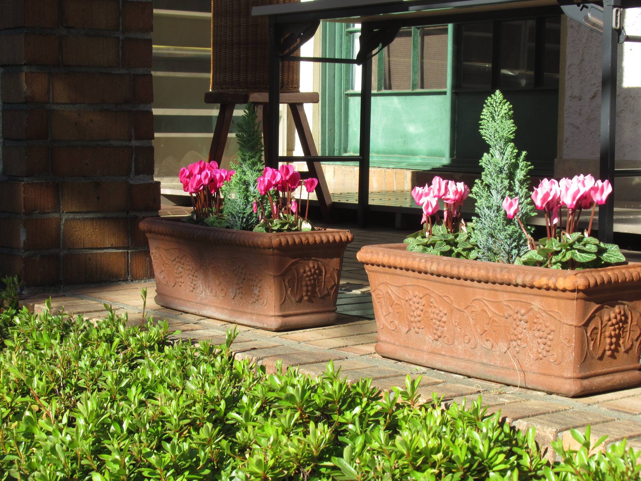 1121花苗と庭園 (4).JPG