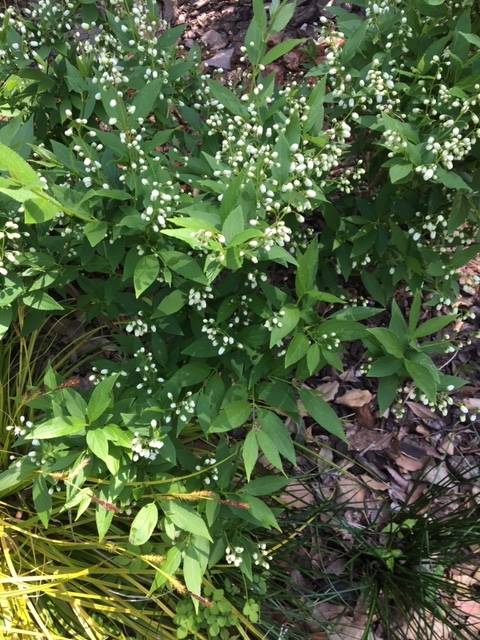 0416前庭のお花 (1).JPG