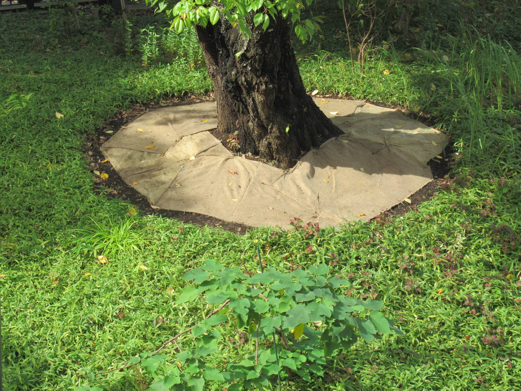 0907 オオシマザクラ細根保護 (3).JPG