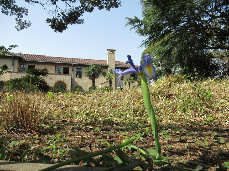 0331【ベーリック】 アヤメ.JPG